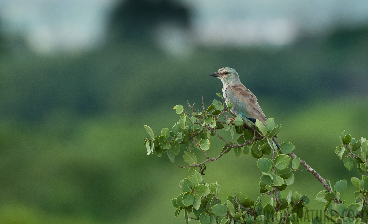 Coracias garrulus [550 mm, 1/1000 Sek. bei f / 8.0, ISO 1600]